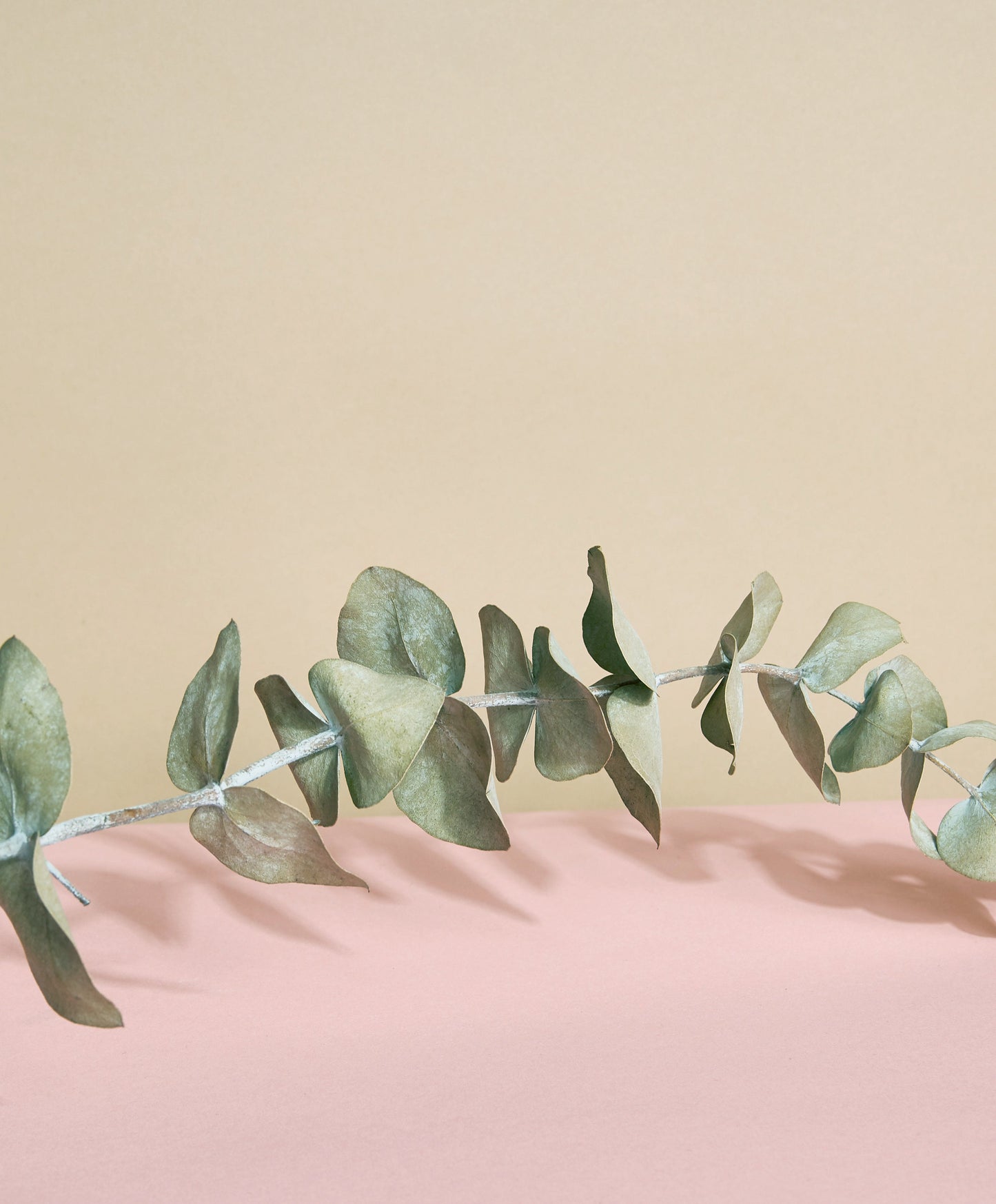 Branche d'eucalyptus posée sur un fond beige et rosé