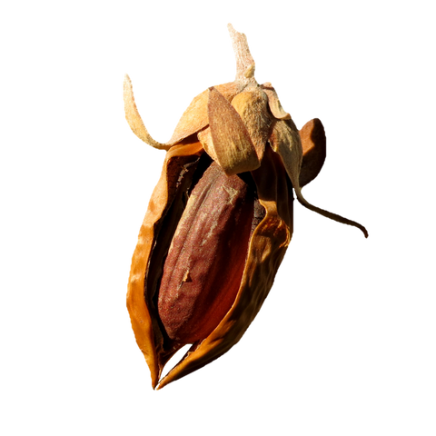 Fruit de jojoba fendu, graine brune visible