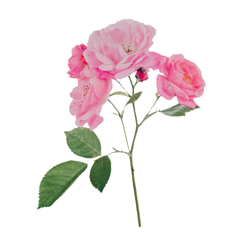 Tige de rosier aux fleurs roses, avec un bouton